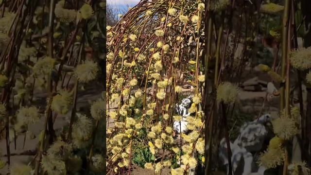 РАСПУСТИЛАСЬ ИВА. Пир для пчёл. #сад #клумбы #ива смотреть онлайн