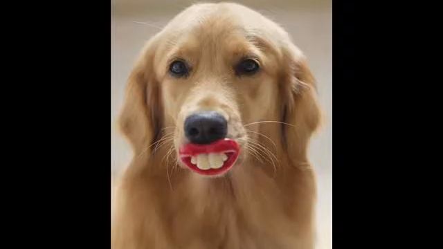 Собаки смотреть онлайн