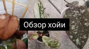 хойи. обзор