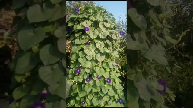 Вьюнок смотреть онлайн