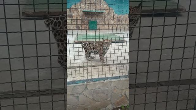 ЯГУАР ТАЙГАН смотреть онлайн
