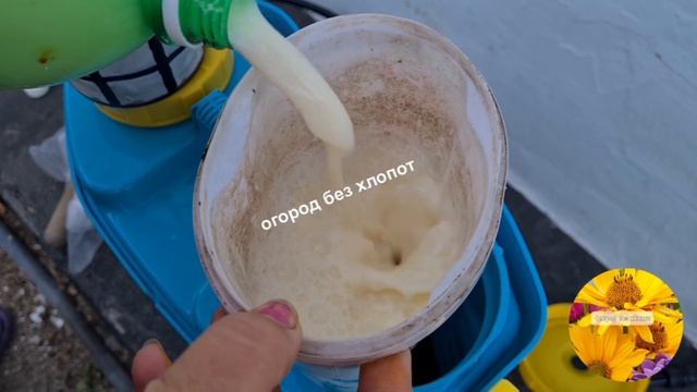 Молоко+йод лучшая подкормка для клубники после цветения. Чем подкормить клубнику после цветения. смотреть онлайн