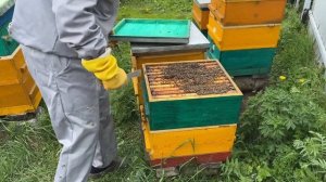 УНИКАЛЬНЫЙ МЕТОД ВЫВОДА ПЧЕЛИНЫХ МАТОК