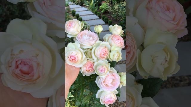 Роза Пьер де Ронсар. #rose #цветники #flowers #цветы смотреть онлайн