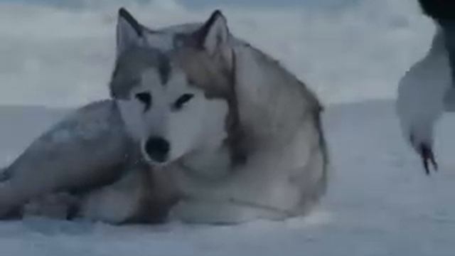 Очень грустный клип про преданность смотреть онлайн