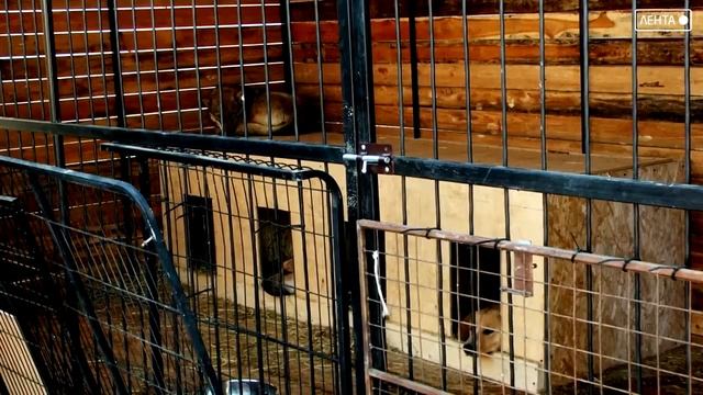 С 1 июня вводится обязательная маркировка всех собак в Приморье смотреть онлайн
