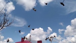 Николаевские голуби / Полёты / Обзор голубей, голубят