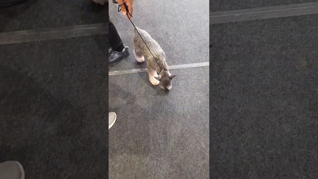 2 February 2023(3) смотреть онлайн