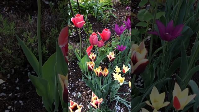 ТЮЛЬПАНЫ УКРАШАЮТ ВЕСЕННИЙ САД. #сад #цветники #клумбы #тюльпаны смотреть онлайн