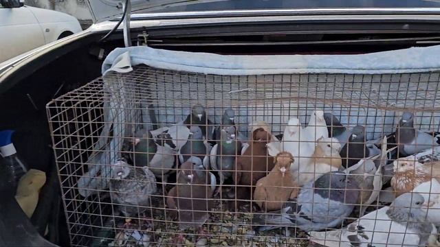 Голуби цены Птичий рынок г Беслан смотреть онлайн