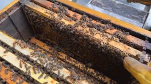 ЧТО ТАКОЕ КАЧЕСТВЕННАЯ МАТКА