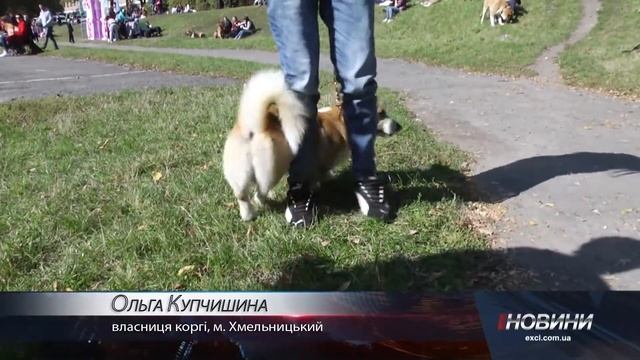 Коргі, доги та вівчарки…. У Хмельницькому пройшла Міжнародна виставка собак смотреть онлайн