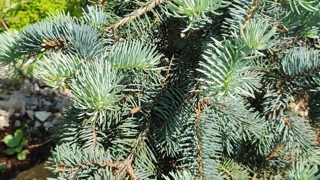 Редкие и видовые хвойные в нашем саду.