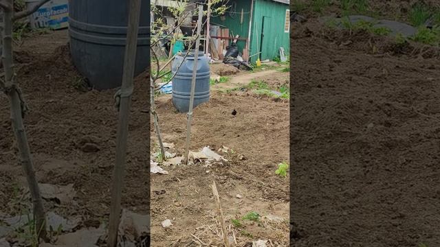 Скворец собирает червяков в международний день птиц смотреть онлайн