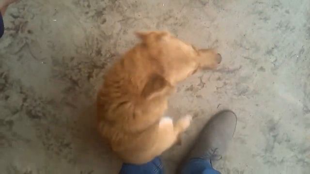 Наша любимая собака смотреть онлайн