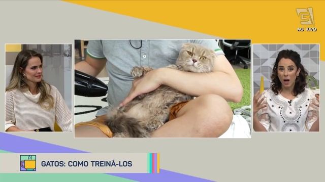 Dicas de como treinar seu gato - Revista da Manhã (20/08/21) смотреть онлайн