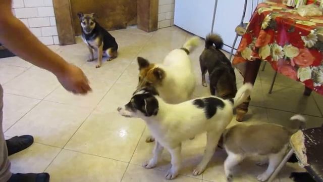 Диза..плясунья и самая нежная малышка!!!! смотреть онлайн