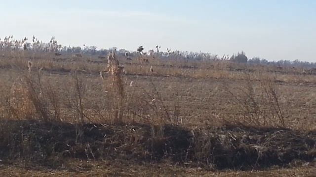 (212) дикие собак бросаются на скот. смотреть онлайн