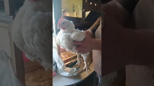 бройлер за 30 дней 2 кг 300 грамм