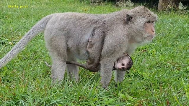 Alex Baby Monkey Very Poor | Ava Monkey Adores Her Baby Alex | How Pitiful Baby Monkeys Ever Seen