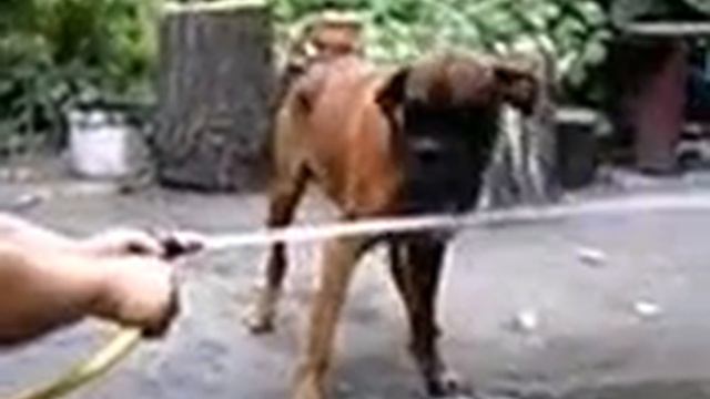 Собака ловит струю воды смотреть онлайн