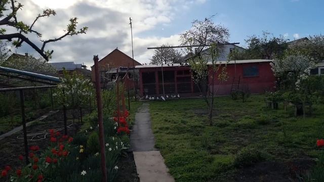 Погода меняет голубей и стиль полёта смотреть онлайн