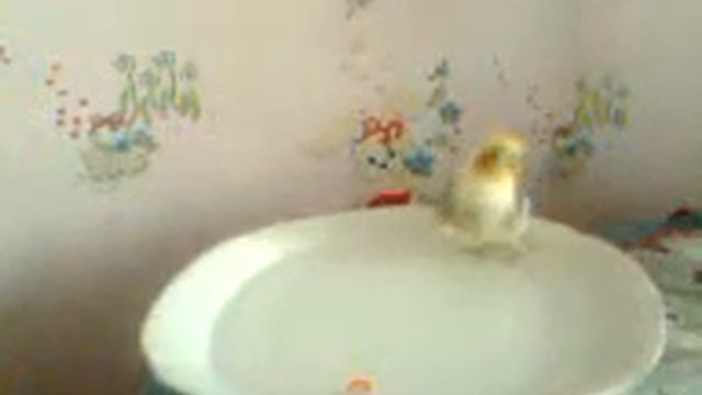 корелла Гера и миска с водой!:-) смотреть онлайн