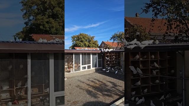 Та же сотня белых и не только смотреть онлайн