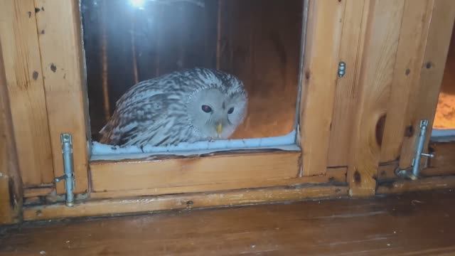 Букля прилетела