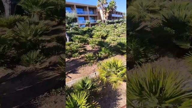 Как называется рассадник для пальм?🌴Пальмник? смотреть онлайн