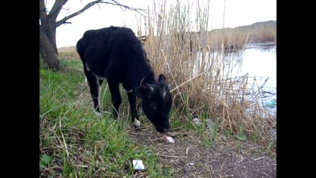 Змея черепаха и телёнок смотреть онлайн