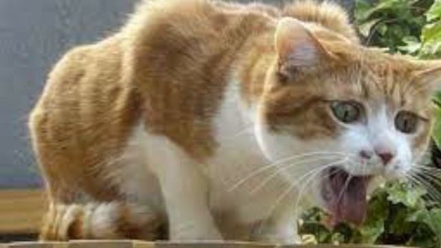 Отрыжка кота 2 смотреть онлайн