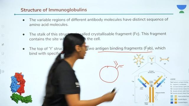 Immunity - L2 | Antigen & Antibody | Class 9 | Unacademy Foundation - Biology | Vindhya Rao смотреть онлайн
