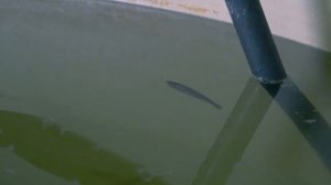 Выращиваем Форель в УЗВ часть 2