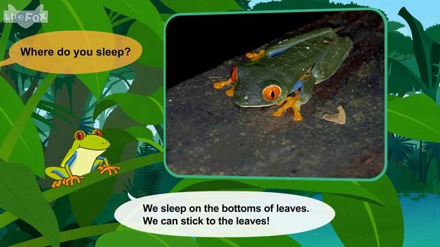 Meet the Animals 33_ Red-Eyed Tree Frog _ Level 2 _ By Little Fox смотреть онлайн