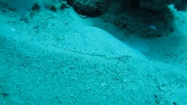 So U Wanted to Spot D Fish?! RdA's Found D Flounder! смотреть онлайн