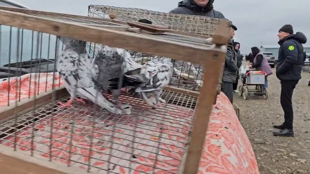 Голуби цены Птичий рынок г Пятигорск-ч2 смотреть онлайн