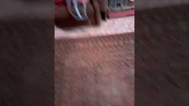 Бег собаки породы китайская хохлатая смотреть онлайн
