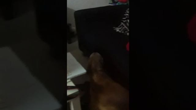 Флай смотрит Ёлки-3 смотреть онлайн