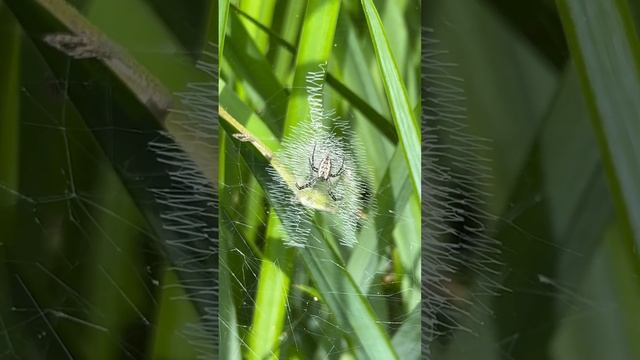 The web this smaller banana spider made is amazing! смотреть онлайн