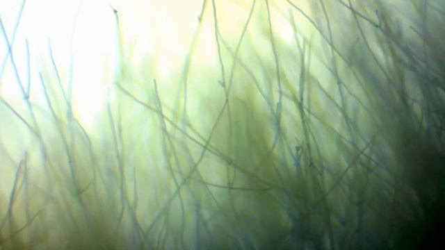 Сурганова и Оркестр_-_Д`Арк смотреть онлайн