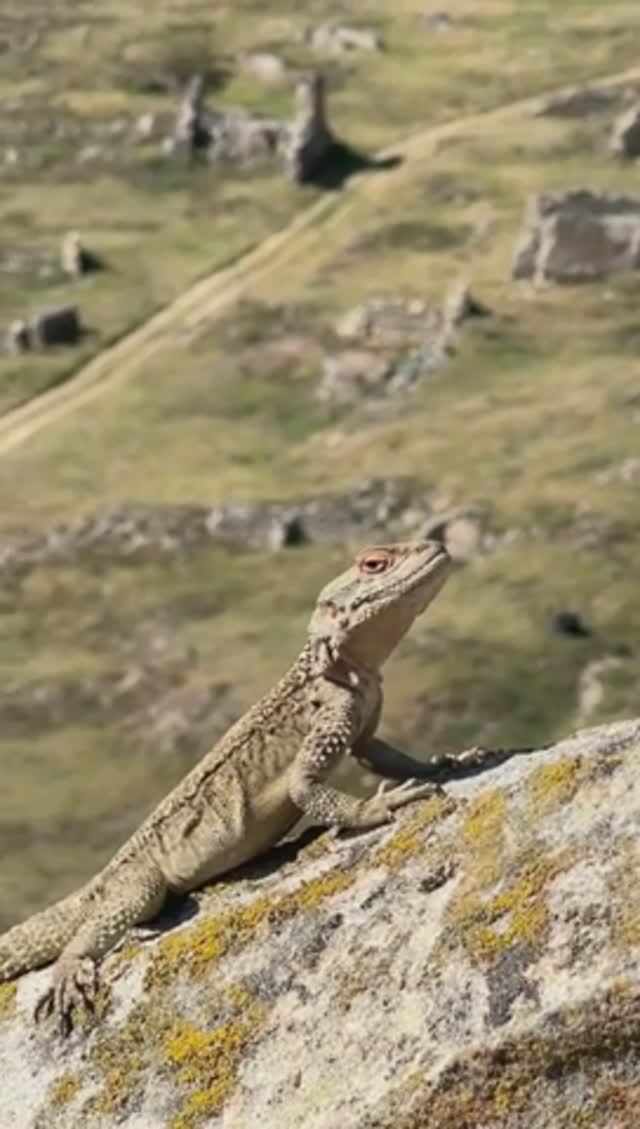 Грузия. Монастырь Джвари. Мцхета. Уплисцихе. Музей Сталина в Гори (Stalin Museum in Gori) смотреть онлайн