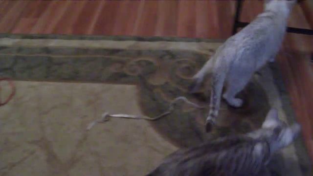 Как развлечь кошку....Кошка-мама и котёнок-сынок 2,5 мес смотреть онлайн