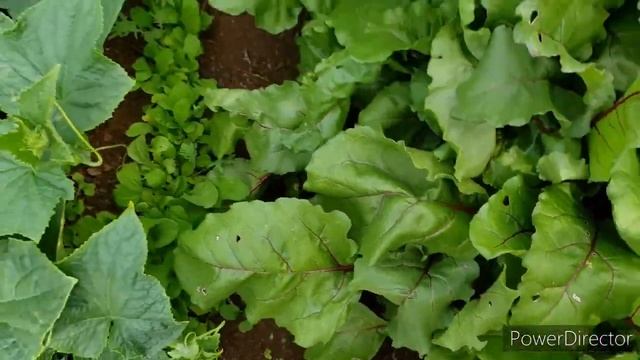 Above Ground Gardening Update: Growing Veggies & Fruits in 2024 смотреть онлайн