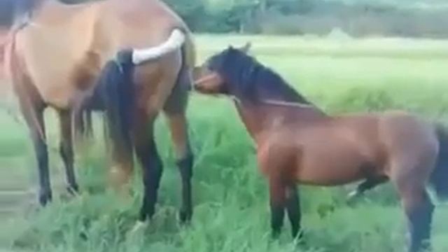 small horse mating with big mere gone wrong........ смотреть онлайн
