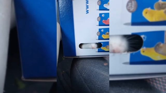 ПОКУПКА НОВЫХ ГРЫЗУНОВ🤭//кто это?🤔// яХрумка смотреть онлайн