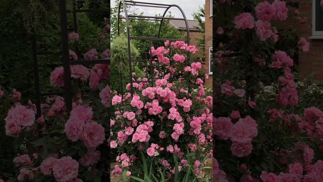 ВЕСНА В МОЁМ САДУ.#сад #цветы #розы #garden #flowers смотреть онлайн