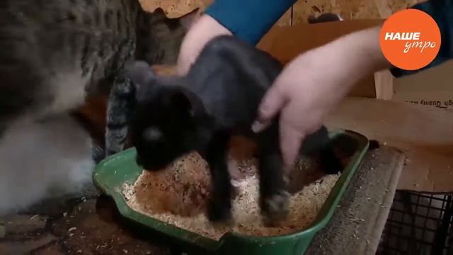 Приучение кошки к лотку смотреть онлайн