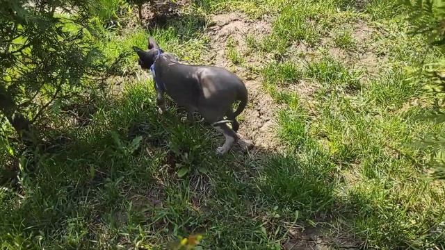 Фараон (кот) вышел на охоту. смотреть онлайн