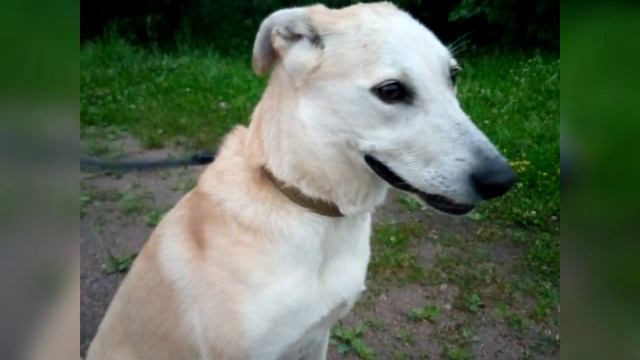 Хозяйка бросила верного пса в маршрутке. А дальше произошло ужасное! смотреть онлайн